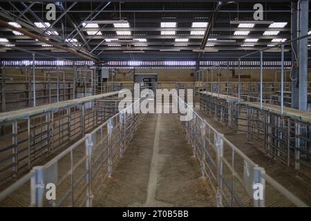 Vente aux enchères de bovins Shed Standerwick Frome Somerset Angleterre Royaume-Uni Banque D'Images