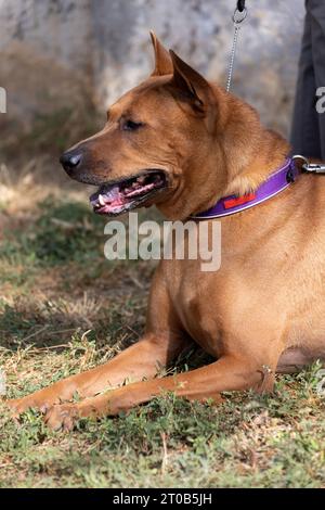 Thai Ridgeback Puppy. Red Thai Ridge Dog - ancien chien local de Thaïlande, à poil court, oreilles triangulaires de taille moyenne. Pointe noire du nez, en forme o Banque D'Images