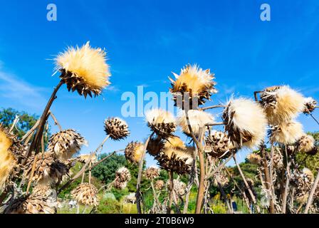 Fleurs d'artichaut sèches avec ciel bleu Banque D'Images