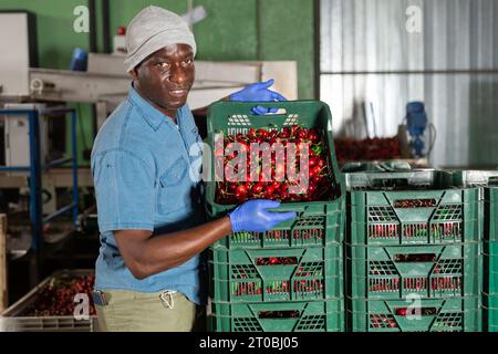 Jardinier posant avec des boîtes à la cerise à la fabrication agricole Banque D'Images