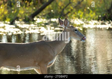 Key Deer dans l'habitat naturel du parc de l'État de Floride. Banque D'Images