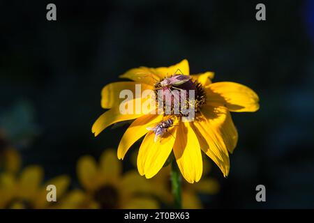 Leafhopper Assassin Bug. Zelus renardii. Sur une susan aux yeux noirs dans un jardin californien. Banque D'Images