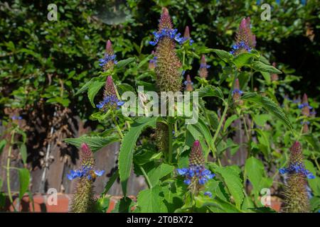 Prier Mantis sur une plante Blue Witches Hat Pycnostachys urticifolia dans un jardin californien Banque D'Images