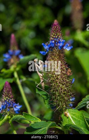 Marron priant Mantis sur une plante de chapeau de sorcière bleue Pycnostachys urticifolia dans un jardin californien Banque D'Images