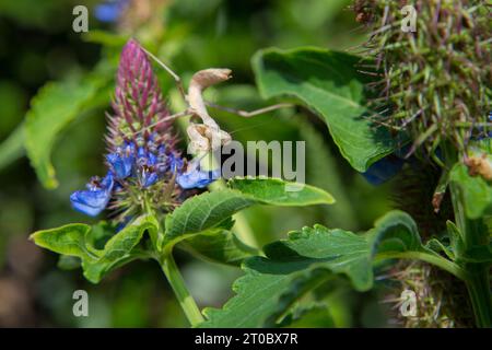 Marron priant Mantis sur une plante de chapeau de sorcière bleue Pycnostachys urticifolia dans un jardin californien Banque D'Images