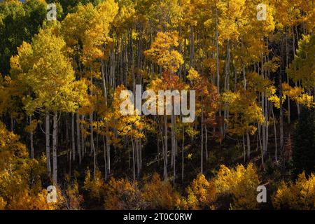 Aspen grove passe du vert au jaune et orange près de Crested Butte, Colorado Banque D'Images