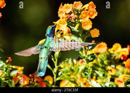 Gros plan de Petites Violetear se nourrissant de nectar de fleurs de l'arbuste Marmalade dans la province de Chiriqui, Panama Banque D'Images