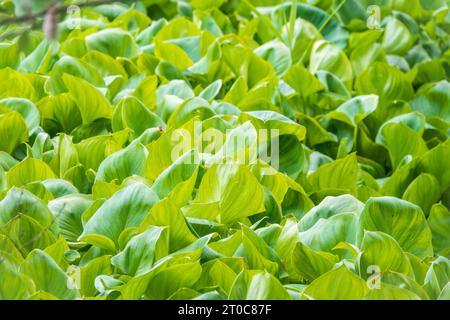 Calla palustris, vue de dessus. Feuilles de Calla ou d'arum de tourbière, calla de marais. Beau groupe de callas de marais croissant dans le marais dans l'habitat naturel Banque D'Images