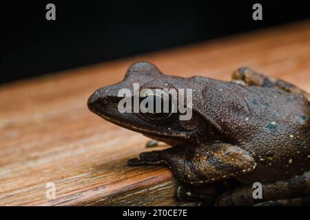 grenouille commune accrochée sur une planche de bois orientée vers la gauche sous la macro photographie Banque D'Images