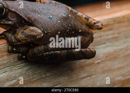 photographie commune de grenouille d'arbre sur une planche de bois faisant face à la gauche sur un style de photographie en gros plan. Banque D'Images