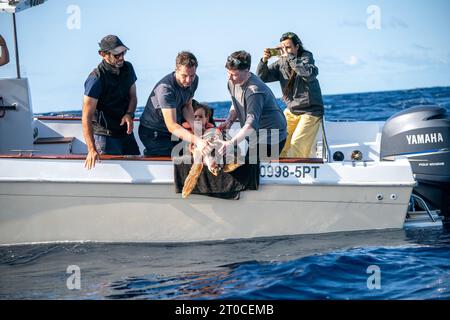 Des spécialistes de la marine se préparent à relâcher Iona, une tortue caouanne, elle a été trouvée échouée sur une plage en Écosse l'année dernière à plus de mille kilomètres de son habitat naturel, de retour dans l'océan Atlantique, près des Açores au Portugal, après avoir été soignée par le personnel de Sea Life et des spécialistes de la marine. Date de la photo : mercredi 4 octobre 2023. Banque D'Images