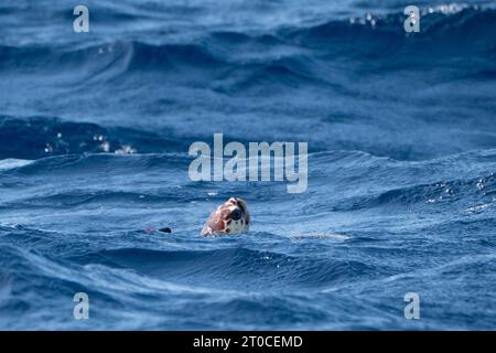 Iona, une tortue caouanne, elle a été trouvée échouée sur une plage en Écosse l'année dernière à plus de mille kilomètres de son habitat naturel, après avoir été relâchée dans l'océan Atlantique, près des Açores au Portugal, après avoir été soignée par le personnel de Sea Life et des spécialistes de la marine. Date de la photo : mercredi 4 octobre 2023. Banque D'Images