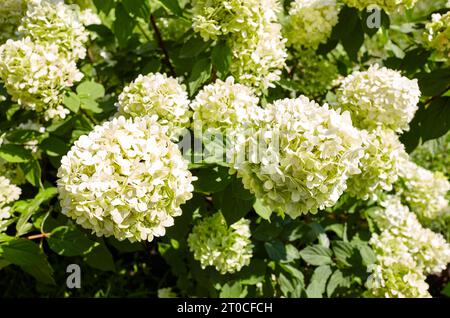 Bush de fleurs d'hortensia ou d'hortensia blanches en fleurs (Hytensia macrophylla) et de feuilles vertes sous la lumière du soleil dans le parc de la ville d'été. Rétrogro naturel Banque D'Images