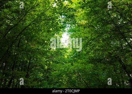 Photo de fond de forêt luxuriante. Contexte du concept de zéro carbone net ou de neutralité carbone. Banque D'Images