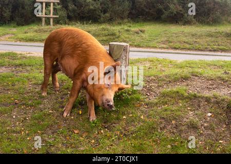 Des cochons Tamworth errant dans la New Forest Banque D'Images