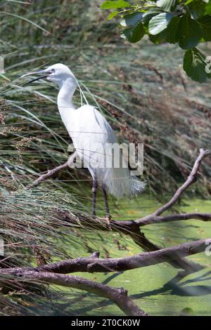 Grande Aigrette Banque D'Images