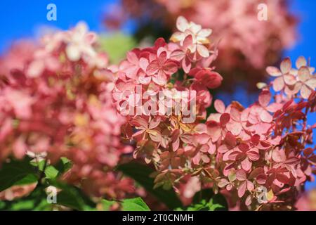 Hydrangea, communément appelé hortensia, est un genre de plus de 70 espèces de plantes à fleurs originaires d'Asie et des Amériques. Banque D'Images