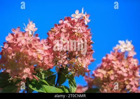 Hydrangea, communément appelé hortensia, est un genre de plus de 70 espèces de plantes à fleurs originaires d'Asie et des Amériques. Banque D'Images