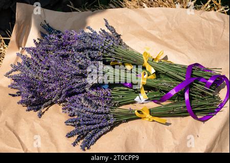 Les bouquets de lavande avec des rubans violets et jaunes reposent sur du papier Banque D'Images