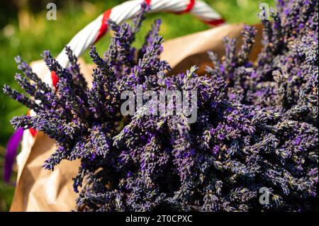 Les bouquets de lavande avec des rubans violets et jaunes reposent sur du papier Banque D'Images