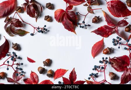 Petites feuilles rouge sang, baies sauvages violet foncé et glands sur fond blanc Banque D'Images