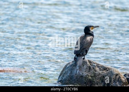 Un grand cormoran (Corvus marinus) perché au sommet d'un grand rocher au milieu d'un plan d'eau Banque D'Images