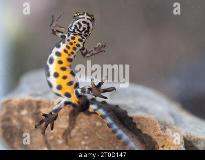 Triton vulgaris (Lissotriton vulgaris), mâle en frai aquatique nage dans l'eau, photo sous-marine en frai, Inden, Rhénanie-du-Nord-Westphalie Banque D'Images