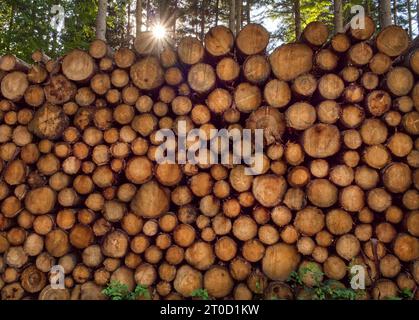 Grand tas de bois avec étoile de soleil contre la lumière Banque D'Images