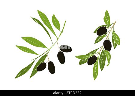Ensemble de branches d'olivier avec des fruits noirs, sans contour. Illustration vectorielle Illustration de Vecteur