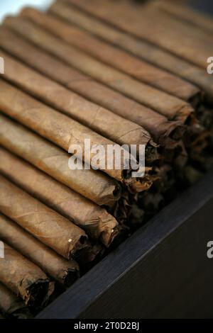 Cigares à l'usine Dannemann à São Félix, Bahia, Brésil. Banque D'Images