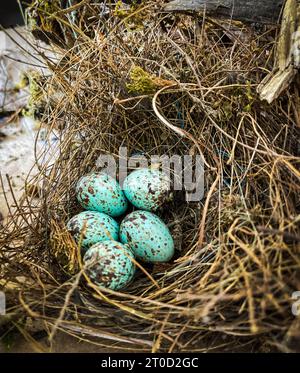 Chef-d'œuvre délicat de la nature : les œufs bercés dans un nid douillet, où la vie recommence. Banque D'Images