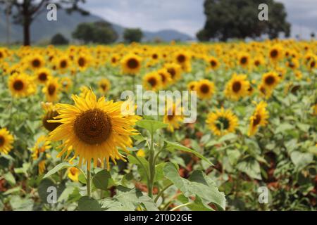 Se prélasser dans la lueur dorée d'un champ de tournesol, où chaque pétale murmure les secrets du soleil. Banque D'Images