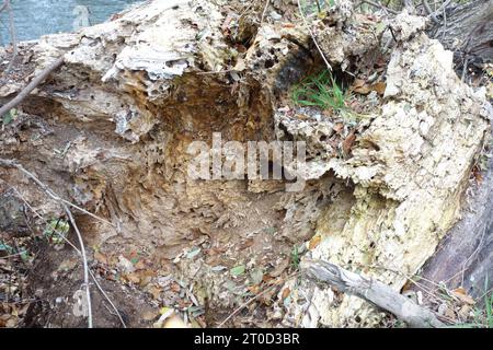 Parasites dans les arbres par des champignons dans la nature, infestation parasitaire dans la forêt parasites dans les arbres par des champignons dans la nature crédit : Imago/Alamy Live News Banque D'Images