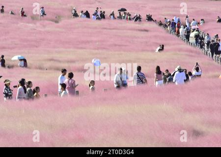 HEFEI, CHINE - 6 OCTOBRE 2023 - tournée touristique dans l'herbe rose à Hefei, province d'Anhui, Chine, 5 octobre 2023. Banque D'Images