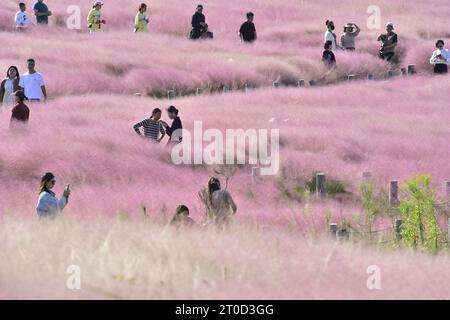 HEFEI, CHINE - 6 OCTOBRE 2023 - tournée touristique dans l'herbe rose à Hefei, province d'Anhui, Chine, 5 octobre 2023. Banque D'Images