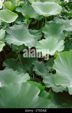Les feuilles de fleurs de lotus hautes et minces se dressent élégamment au-dessus de l'étang Banque D'Images