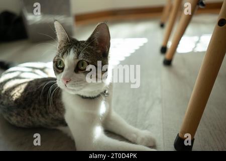 Chat repose sur le sol de la cuisine dans la lumière de la fenêtre Banque D'Images