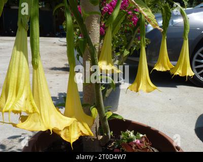 Plante en pot extérieure avec de grandes fleurs jaunes en forme de trompette et des fleurs roses en arrière-plan Banque D'Images