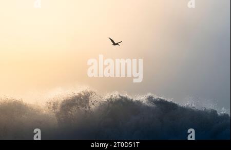 Un Pélican solitaire survolant Big Waves au coucher du soleil Banque D'Images