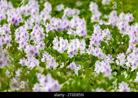 Pontederia crassipes (anciennement Eichhornia crassipes), communément appelée jacinthe d'eau commune. Plante aquatique dans l'étang. Réserve naturelle de Curu, Costa Ric Banque D'Images