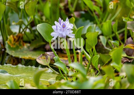 Pontederia crassipes (anciennement Eichhornia crassipes), communément appelée jacinthe d'eau commune. Plante aquatique dans l'étang. Réserve naturelle de Curu, Costa Ric Banque D'Images