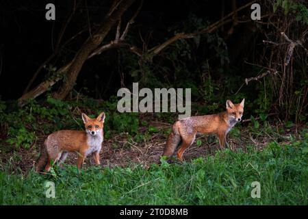 Renard rouge - Vulpes vulpes, beaux carnivores populaires des forêts européennes, Carpates blanches, République tchèque. Banque D'Images