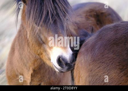 Exmoor Ponies à Seahouses, Northumberland Banque D'Images