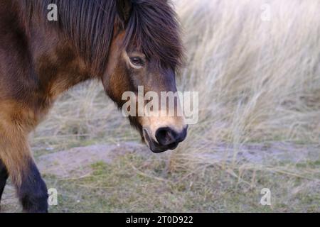 Exmoor Ponies à Seahouses, Northumberland Banque D'Images