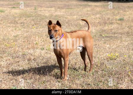 Thai Ridgeback Puppy. Red Thai Ridge Dog - ancien chien local de Thaïlande, à poil court, oreilles triangulaires de taille moyenne. Pointe noire du nez, en forme o Banque D'Images