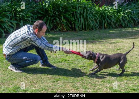 Blue Staffordshire Bull Terrier ou Staffy jouant au jeu de remorqueur. Banque D'Images