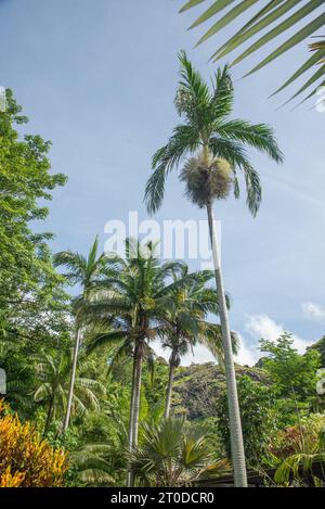 Fleur dans le jardin, Fidji, pays du Pacifique Sud Banque D'Images