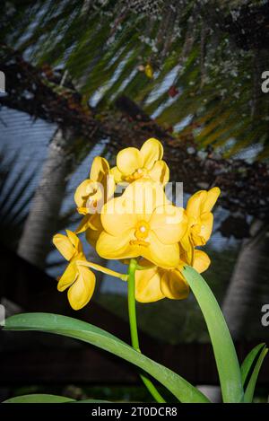 Fleur dans le jardin, Fidji, pays du Pacifique Sud Banque D'Images