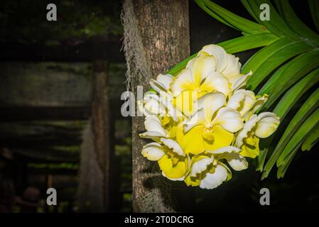 Fleur dans le jardin, Fidji, pays du Pacifique Sud Banque D'Images