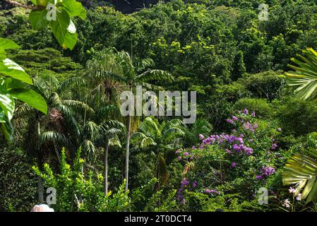 Fleur dans le jardin, Fidji, pays du Pacifique Sud Banque D'Images